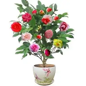 【茶花苗盆栽名贵六角大红图片】茶花苗盆栽名贵六角大红图片大全_好