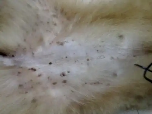 狗狗肚子上长了很多黑点,开始很少没注意,现在整个肚子都是,这是什么?