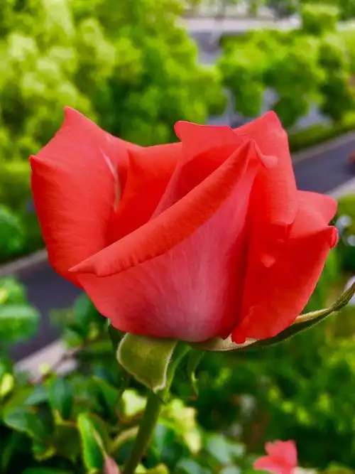 五月玫瑰含苞待放 散发香味浓酽绵长