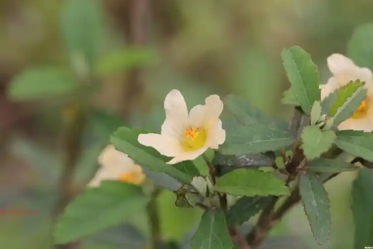 软枝白背黄花稔500g包拔毒散拔脓生肌草现采中草药材尖叶黄花稔