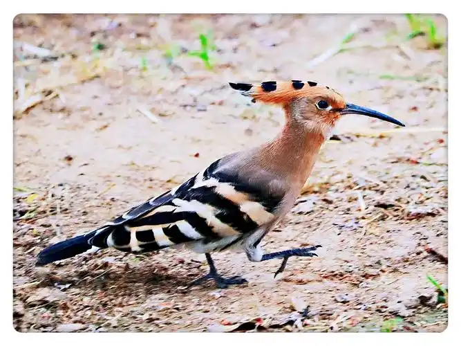 吉祥如意戴胜鸟