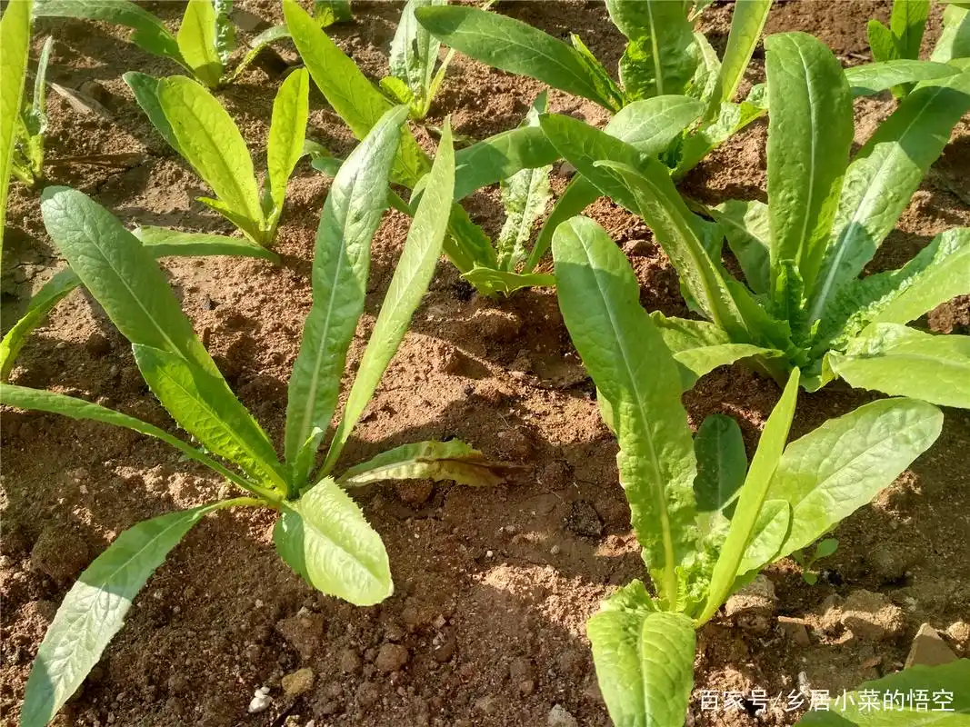 移栽水稻田的莴笋长得慢,怎么办?浅根系叶菜,加强两时期的管理