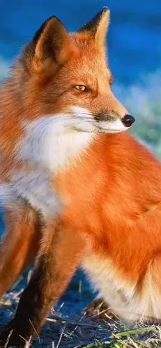 红狐看着身边 1080x1920 iphone 8/7/6/6s plus 壁纸,图片,背景,照片