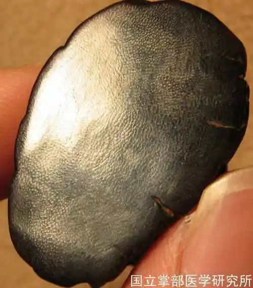 犀牛角的鉴别知识