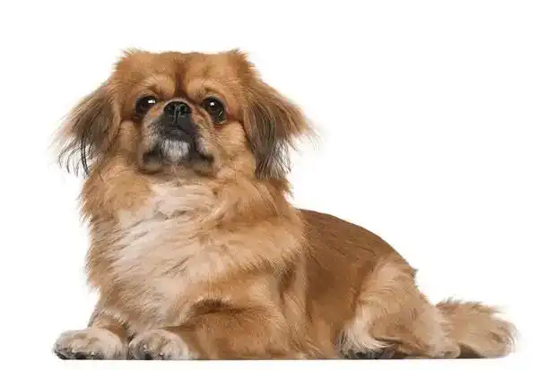 家庭常养的犬种有哪些快来看看有你家的狗狗吗?