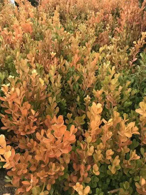 随着社会的发展和园林水平的提高,北方城市引进了众多常绿灌木,让北方