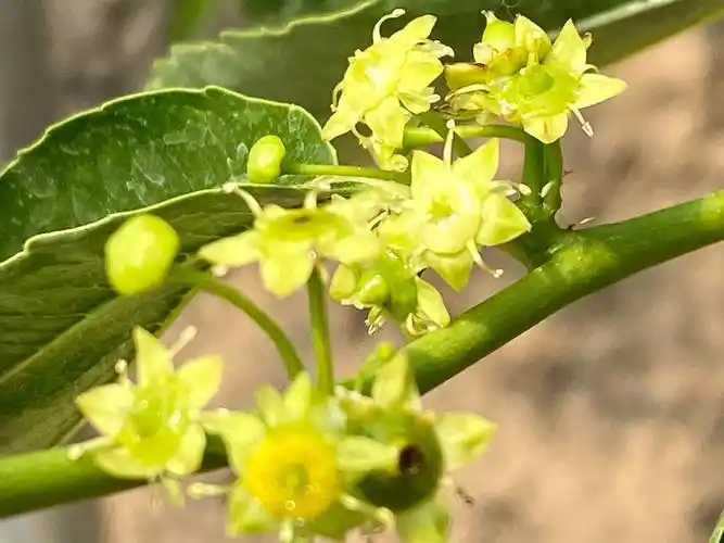 安仁小坡枣花香(李世居摄)