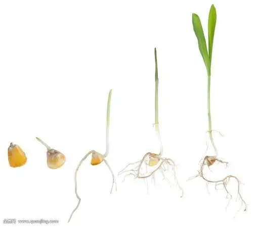 种子萌发过程___举例裂变