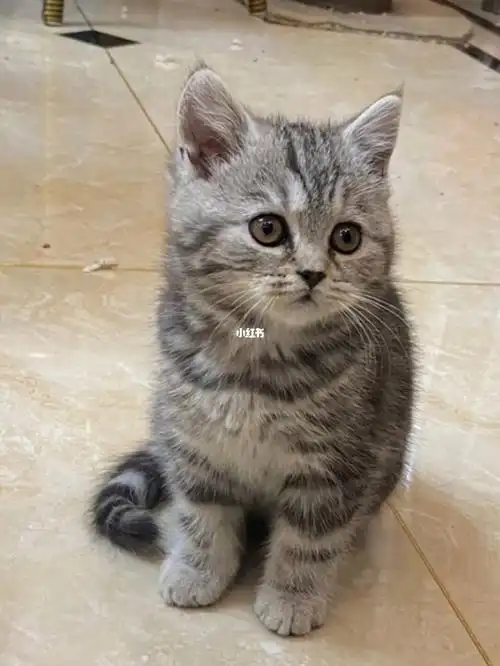 姐妹们银渐层和蓝猫的宝宝取名啦