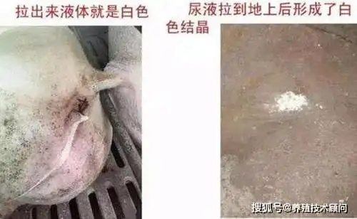 母猪排石灰尿是怎么回事应该怎么防治