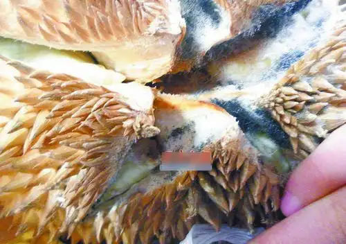 买的榴莲长毛 超市反怪顾客没看仔细