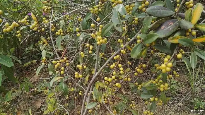 【图】这是什么野果_广西论坛_汽车之家论坛
