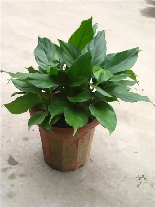 这个是广东万年青,你可以到百度上找找看.