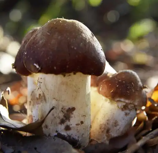 姬松茸与松茸的五大区别