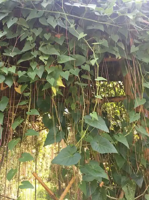 这是什么藤本植物呢?