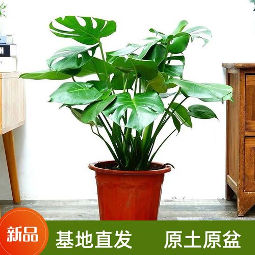 龟背竹大叶开背龟背竹除甲醛清仓水培室内老桩大盆新鲜防辐射客厅