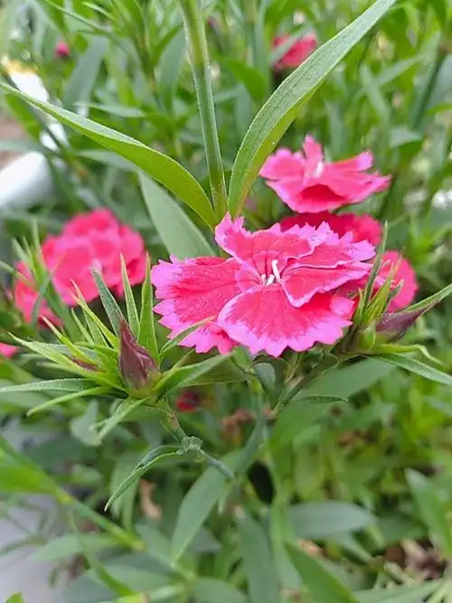 石竹花(图片手机随拍)