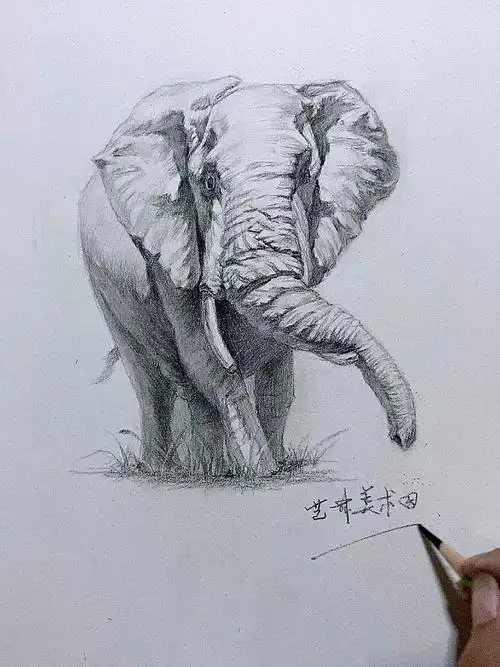 素描大象步骤图