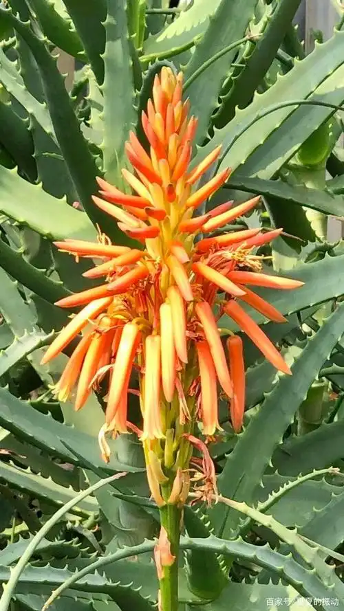 花草木杂记——木立芦荟