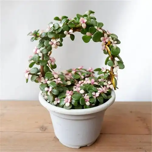 养金枝玉叶要勤快些掌握这4个方面的技巧快速养成高颜值盆景