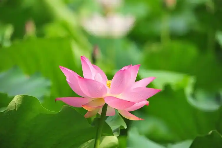 粉荷几许乱入人心 - 自由2021 - 图虫网 - 优质摄影师交流社区