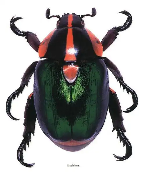 甲虫的形态特征