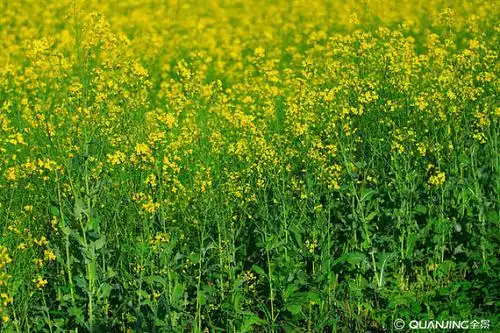油菜图片_图片大全