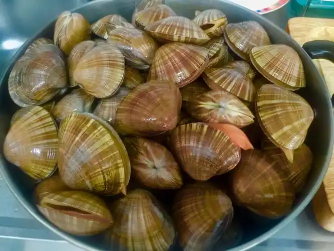 丹东黄蚬子又肥又大好美味又好看,太喜欢了.