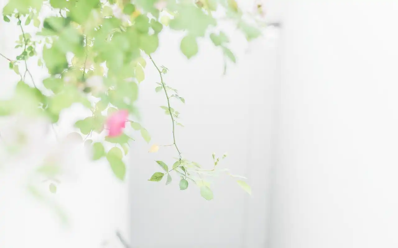 绿色小清新唯美高清图片桌面壁纸