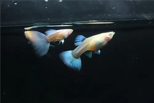 孔雀鱼第二季之蓝白