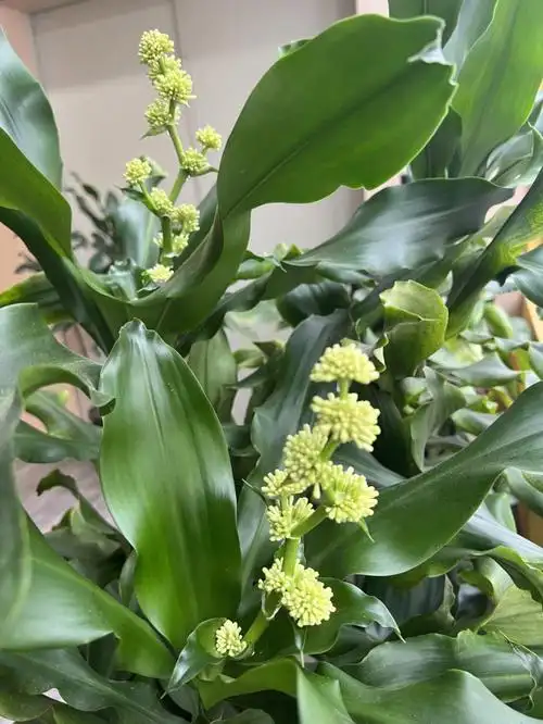 铁树开花你们有见过吗