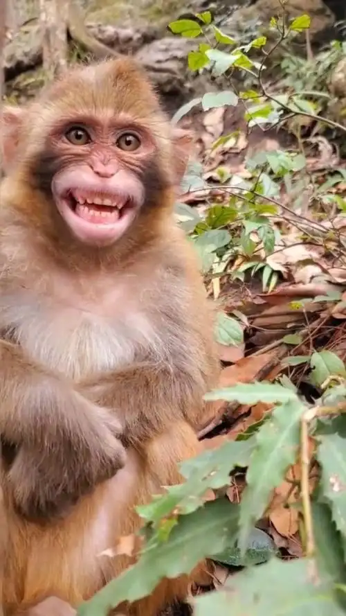 猴子笑起来也是很美的啊,糟了,是心动的感觉