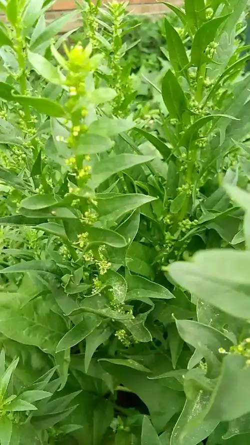 我的小花园#菠菜开花