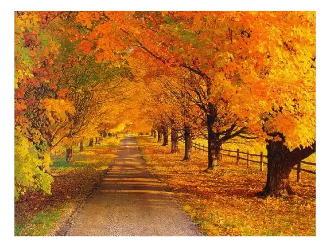 幼儿园艺术课件秋天的树.ppt