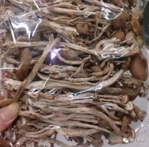 烘干工艺之茶树菇烘干
