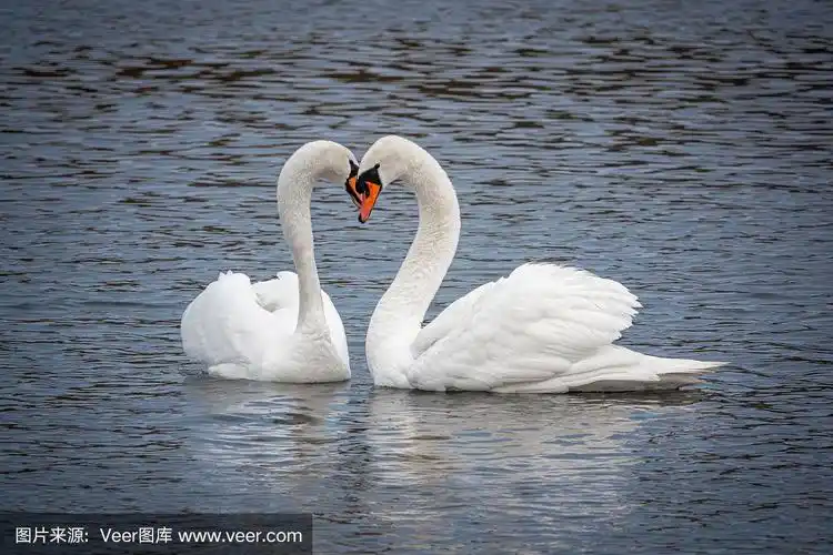 两只白天鹅在湖上相恋