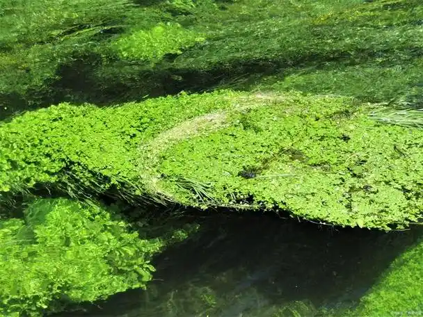 可以通过光合作用为池塘中的其他生物提供氧气和营养物质