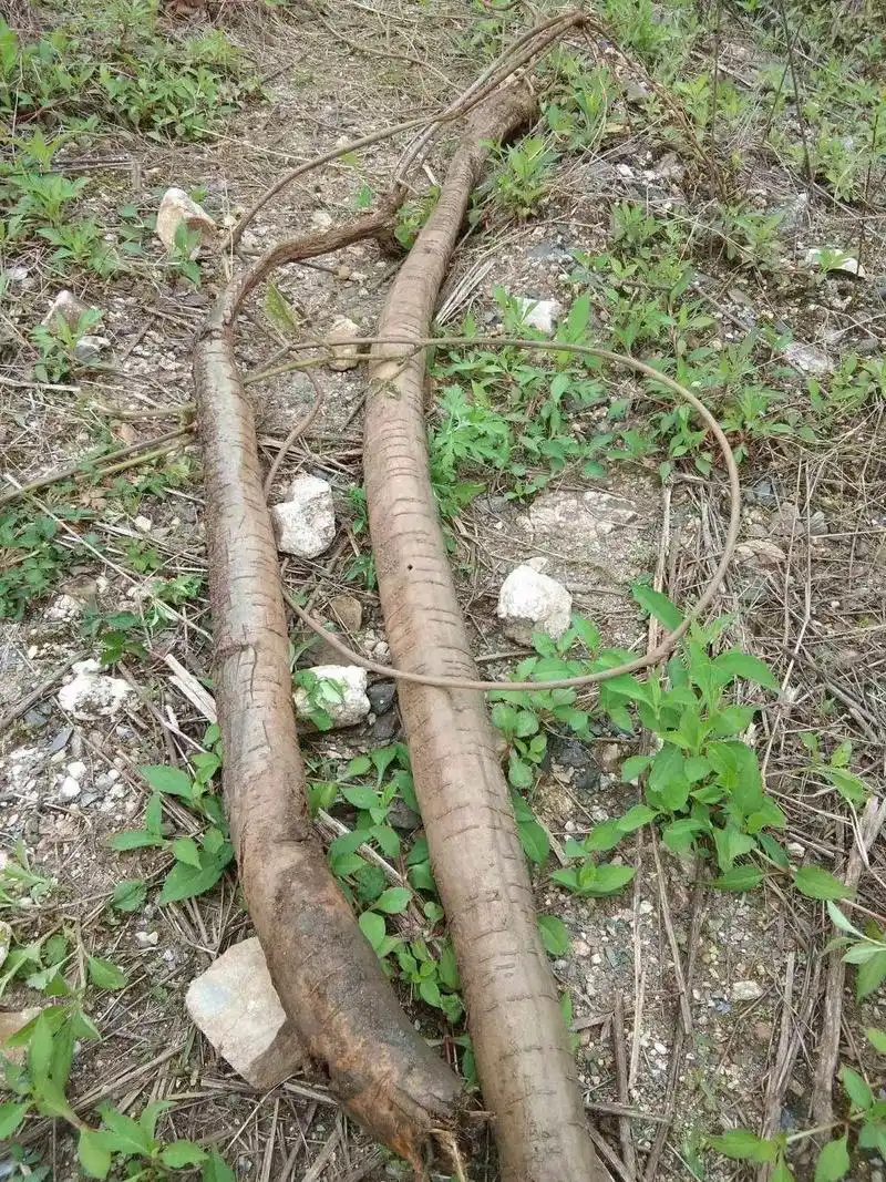 纯天然野生葛根.苟杞.帮朋友卖货.有需要的联系 - 抖音