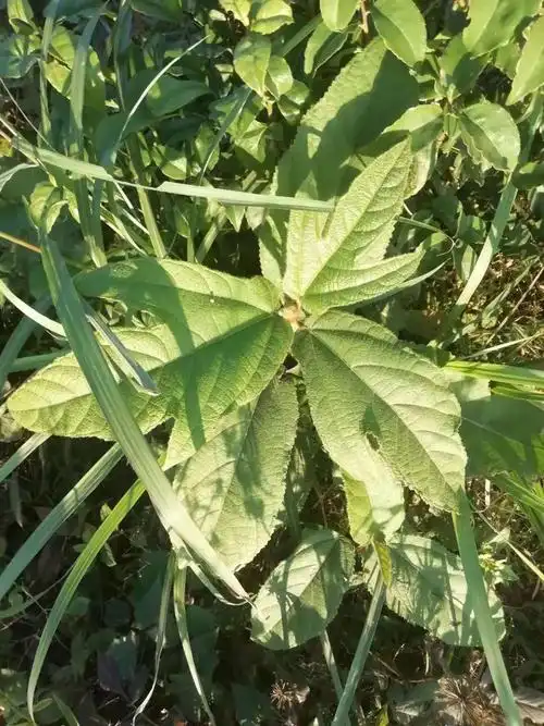 岳阳董彩琴师兄分享三指毛桃