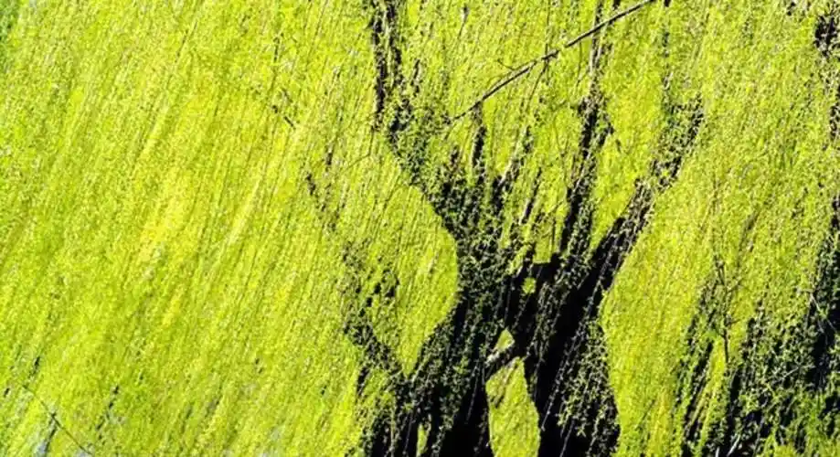 碧玉妆高如树,万条青丝垂垂.《柳树》何志章的诗以绝句闻名.