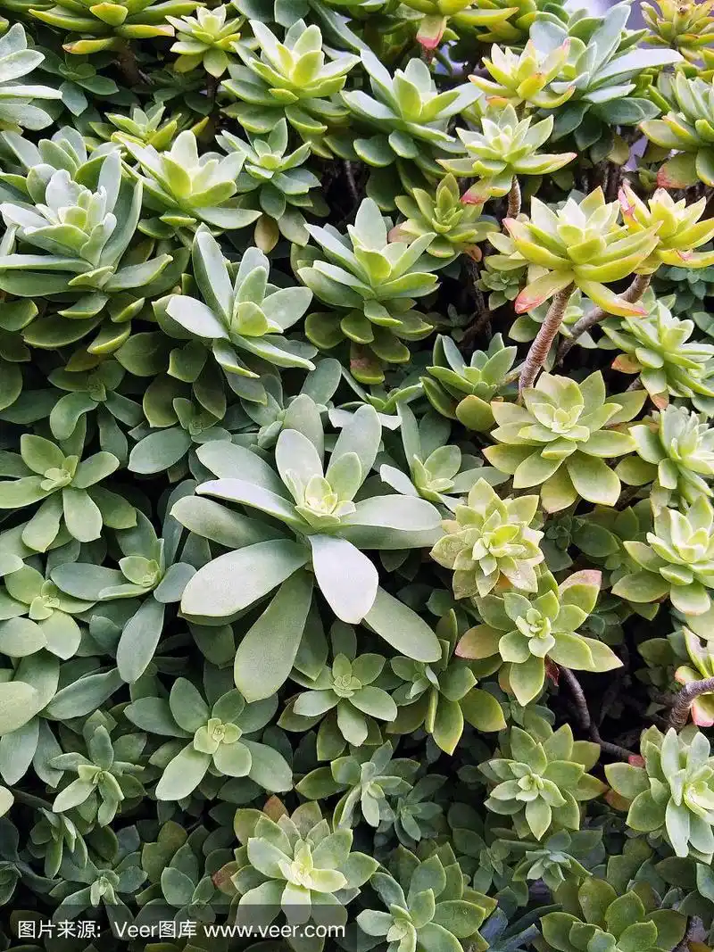 景天,景天科肉质植物