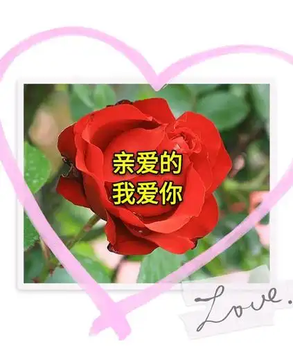 亲爱的我爱你朝思暮想的你一直都在我心里