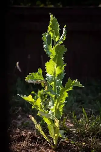 罂粟:带毒的美丽
