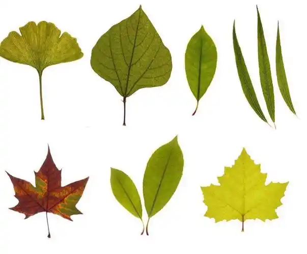 拥抱秋天,趣味树叶——博艺之星经纬园开展创意树叶画活动