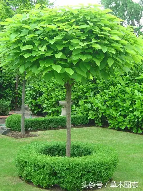 优美的梓树是园林绿化的优良树种随着更多用材林的崛起,如今的梓树在
