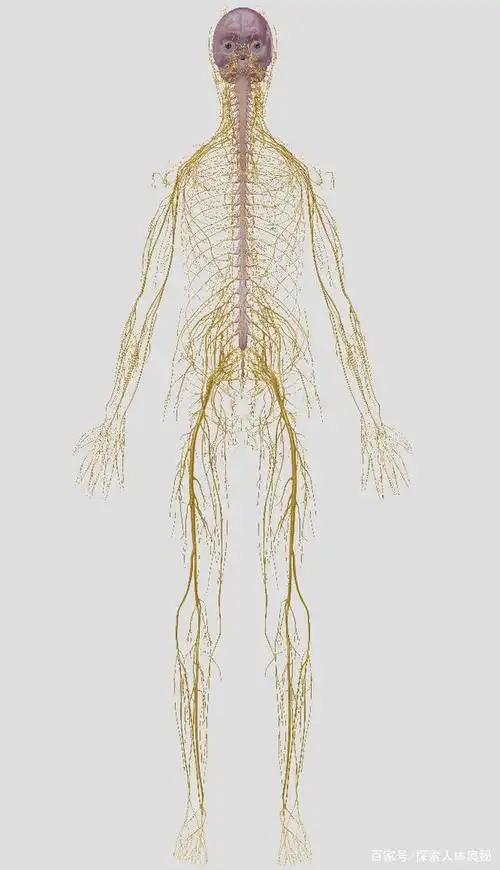 神经系统,由中枢神经,周围神经组成