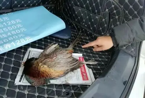 男子网购配件组装枪支阆中打猎途中被查