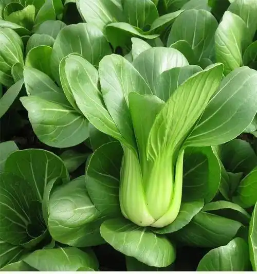 现采现发新鲜青菜蔬菜蔬菜小油菜上海青小油菜五斤装