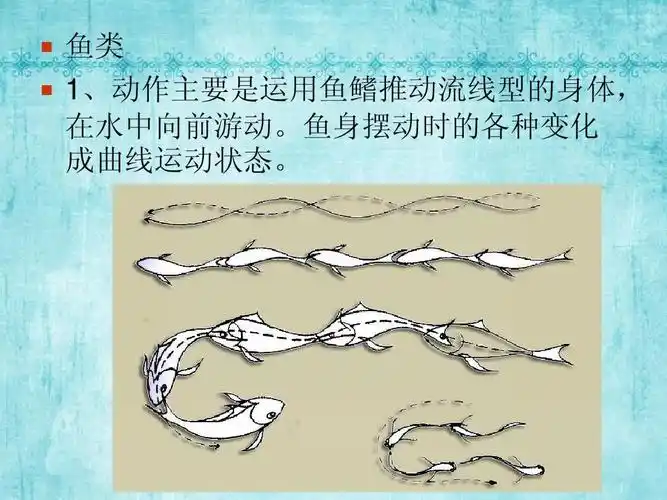 艺术 原画设计——动画运动规律_动物运动ppt   鱼类   1,动作主要是