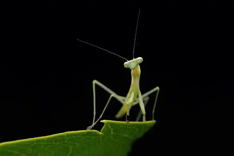 微距  #微距摄影  #螳螂